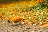 Fototapeta Młodzieżowe - Duck is walking on sidewalk in the fall. Autumn in city