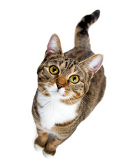 Cat, top view, isolated on transparent background 