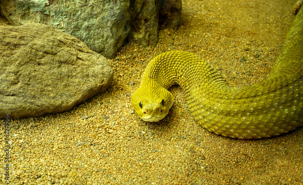 Mexican West Coast Rattlesnake or Mexican Green Rattler (Crotalus basiliscus), venomous snake, native to the west coast of Mexico.