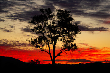 Wall Mural - Tree sunset