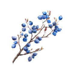 Wall Mural - cluster of ripe blueberries, deep blue with a silvery sheen, hanging from the branch amidst lush green leaves isolated on transparent background