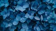Blue hydrangea flora background closep top view