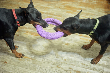 Close up two dogs play with round toy indoor.