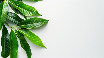 Green juicy fresh leaves on isolated white background, space for text.