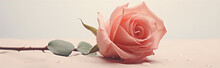 A Pink Rose With Water Drops On A Beige Background In A Close-up View