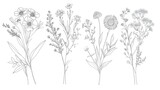 Fototapeta Kosmos - Wildflower line art bouquets set. Hand drawn flowers, meadow herbs, wild plants, botanical elements for arrangements, invitation, greeting cards, wall art, logo, tattoo design.
