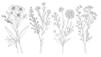 Wall Mural - Wildflower line art bouquets set. Hand drawn flowers, meadow herbs, wild plants, botanical elements for arrangements, invitation, greeting cards, wall art, logo, tattoo design.