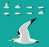 Fototapeta Pokój dzieciecy - Gannet Bird Flying Animation Sequence Cartoon Vector Illustration