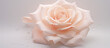 A beautiful close-up of a soft pink rose with water droplets on a pale grey background.