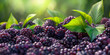 blackberries on the vine, Dark Blackberry Fruits, Fresh juicy organic dewberry background Ripe blackberries background