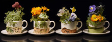 Four White Teacups With Different Flowers And Moss On Black Background