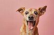 Dog looking surprised, reacting amazed, impressed or scared over solid pink background