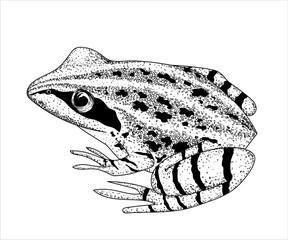 Wall Mural - Vector illustration of a Rana arvalis frog in engraving style