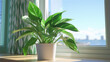 Close-up of a potted peace lily plant with green and white leaves in front of a bright window.