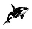 orca hand drawn vector illustration killer whale