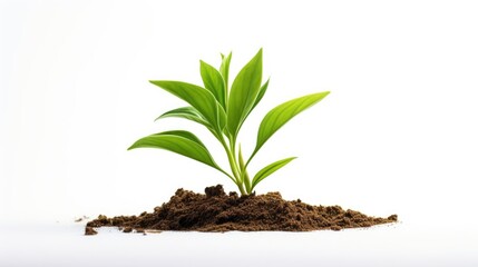 Aufkleber - A tiny plant growing from the soil, suitable for nature concepts