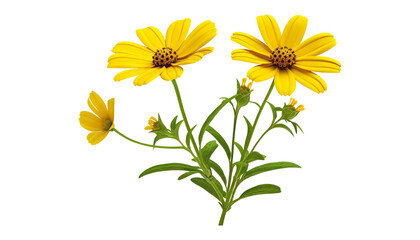 Wall Mural - yellow flowers isolated on transparent background cutout