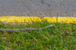 Poisonous snake in city. Close-up brown tropical forest eyelash viper snake slowly crawling on a grass near road. Snake crawls in grass along road in city, close-up. Venomous Eastern Brown Snake
