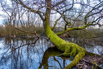 Poster - Bemooster Baum in einem kleinen Waldsee