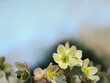 Blühende grüngelbe Helleborus im Garten