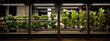futuristic indoor vertical farm with green leaf lettuce plants growing in shelves under led lights