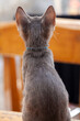 Rear View of Cute Kitten or Cat with big ears sitting on a table looking and listening