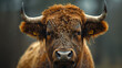 Close-up of a brown bull with horns against a blurred background.