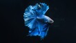 © SAHURI - The moving moment beautiful of blue siam betta fish on black background