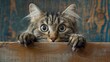 Handling Fearful Cats Offer strategies for cat owners to help their fearful feline feel more comfortable and confident in their home, such as providing hiding spots and gradual exposure to new stimuli