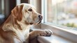 © BURINKUL - Dealing with Separation Anxiety Offer advice for pet owners on how to help their dog cope with separation anxiety, including gradual desensitization techniques and providing comforting distractions