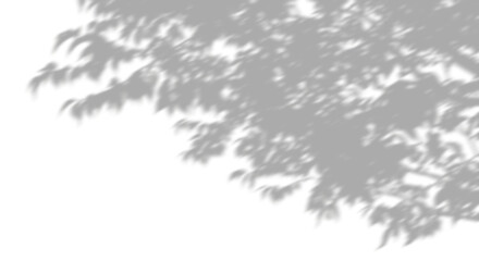 Wall Mural - silhouette shadow tree branch leafy blur on transparent backgrounds 3d illustrations png