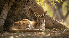 A Red Kangaroo Is Laying On The Ground Next To A Tree, Seeking Shade From The Sun. The Kangaroo Appears Relaxed As It Rests In A Natural Habitat.
