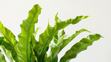 Canvas Print - Close up of young Bird's nest fern leaves on white background. (Asplenium nidus)