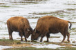Wild American Bison on the high plains of Colorado. Mammals of North America. Two young bison sparing in a snowy field.