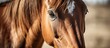 A close up of a chestnut horses head, with a focused gaze from its eye and long eyelashes, against a wooden background