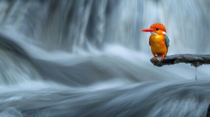 Poster - A Madagascar Pygmy Kingbird sits atop a branch, with a majestic waterfall flowing in the background. The bird gazes out over the water, surrounded by lush green foliage.