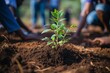 Climate action NGO planting trees carbon credit certificate sunny