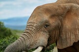 Fototapeta Panele - elephant