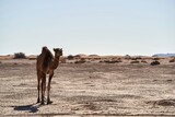 Fototapeta Panele - camel in the desert