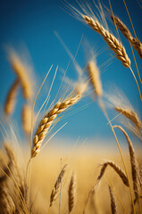 Wall Mural - Wheat field yellow spikelets and sky. Generative AI,