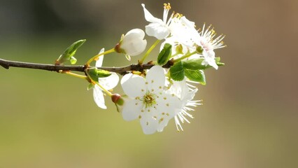 Wall Mural - bright white flowering apple tree branch in spring isolated on soft blurred background, floral springtime nature scene in sunshine