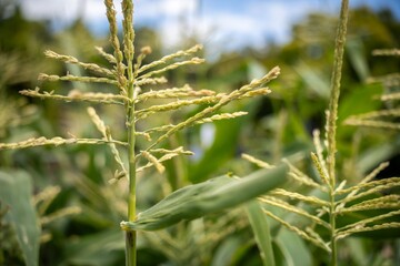 Wall Mural - sweet corn plant crop growing on a farm in australia in summer