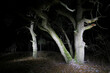 night scene with old oak trees