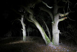 Fototapeta Krajobraz - night scene with old oak trees