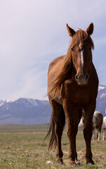 Wall Mural - Wild Horse in the Utah Desert in Spring