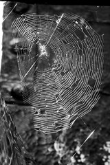 Wall Mural - spider web with dew drops