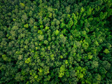 Fototapeta Las - Aerial top view of green trees in forest. Drone view of dense green tree captures CO2. Green tree nature background for carbon neutrality and net zero emissions concept. Sustainable green environment.