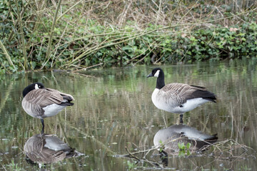 Poster - Canada geesee branta canadensis standing in the river with reflections in the water