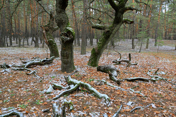 Wall Mural - old oak trees in autumn forest