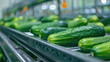  Cucumber grading and packaging machinery